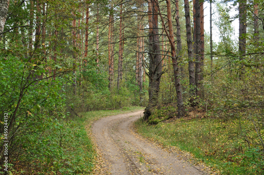 Fototapeta premium Panoramic view of a forest dirt road. The road through the forest.