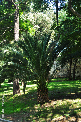 Beautiful little palm tree. Palm tree in the city park of Istanbul. Summer sun.