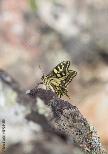 Papilio machaon butterfly perched over rocky background photo