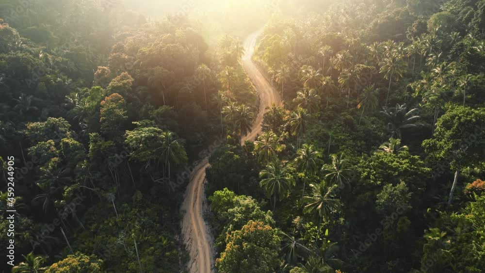 Slow motion curvy road in sunset jungle forest. Aerial top drone flight over rural path and green coconut palm trees. Sunset over empty sandy way in tropical exotic wood. Wild travel nature landscape