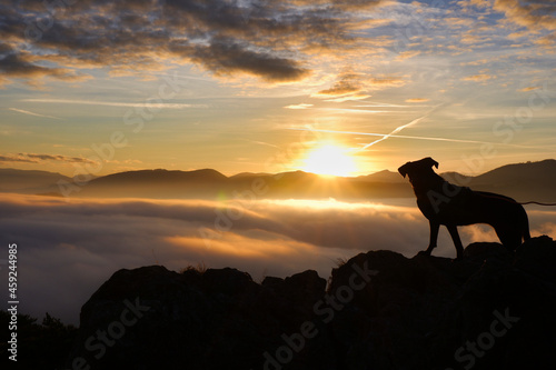 Calm sunset in the mountains with dog silhouette
