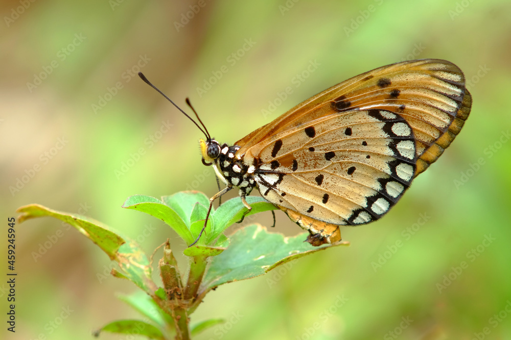 Acraea violae
orange butterfly in the garden Acraea violae
orange butterfly in the garden