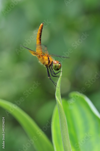 dragonfly obe isk on a leaves Aetriamantha brevipenis © Agung Nugroho