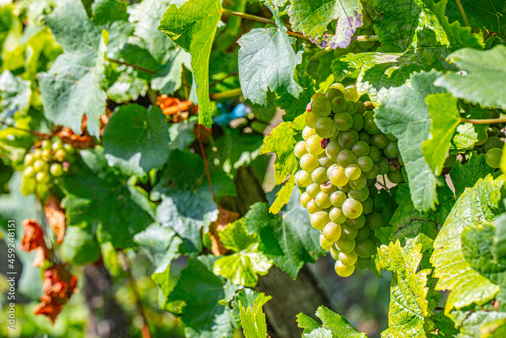 green grapes in summer vineyard green grapes in summer vineyard
