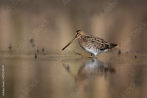 Common snipe bird (Gallinago gallinago) search food in the swamp