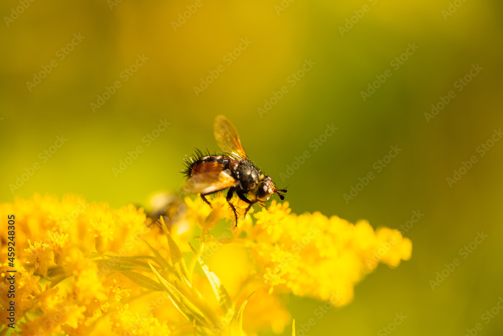 Macro images of a fly on a wildflower Macro images of a fly on a wildflower