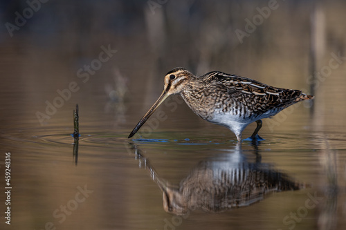 Common snipe bird (Gallinago gallinago) in the lake swamp natural habitat photo