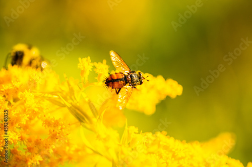 Macro images of a fly on a wildflower