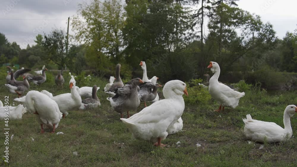 Beautiful white and gray geese geese sit on the ground and flap their wings. Ukrainian countryside. Domestic animals. Village. 4K resolution Beautiful white and gray geese geese sit on the ground and flap their wings. Ukrainian countryside. Domestic animals. Village. 4K resolution