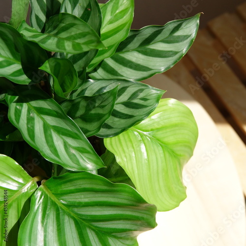 plants life calathea  photo