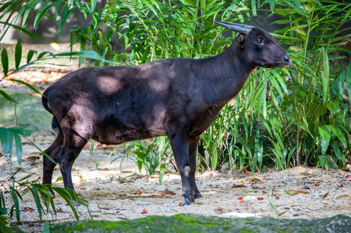 The lowland anoa is a small bovid, t is most closely allied to the larger Asian buffaloes, showing the same reversal of the direction of the hair on their backs. The horns of the cows are very small