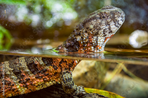 The Chinese crocodile lizard (Shinisaurus crocodilurus) is a semiaquatic lizard found only in cool forests in southern China and northern Vietnam.  photo