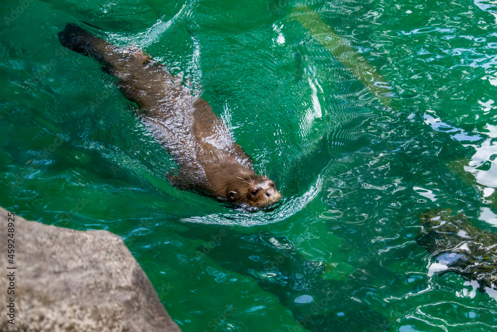 Obraz premium the closeup image of giant otter (Pteronura brasiliensis) in the pond. A South American carnivorous mammal. It is the longest member of the Mustelidae