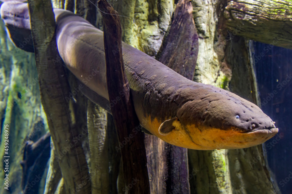 The electric eel (Electrophorus electricus) is a South American