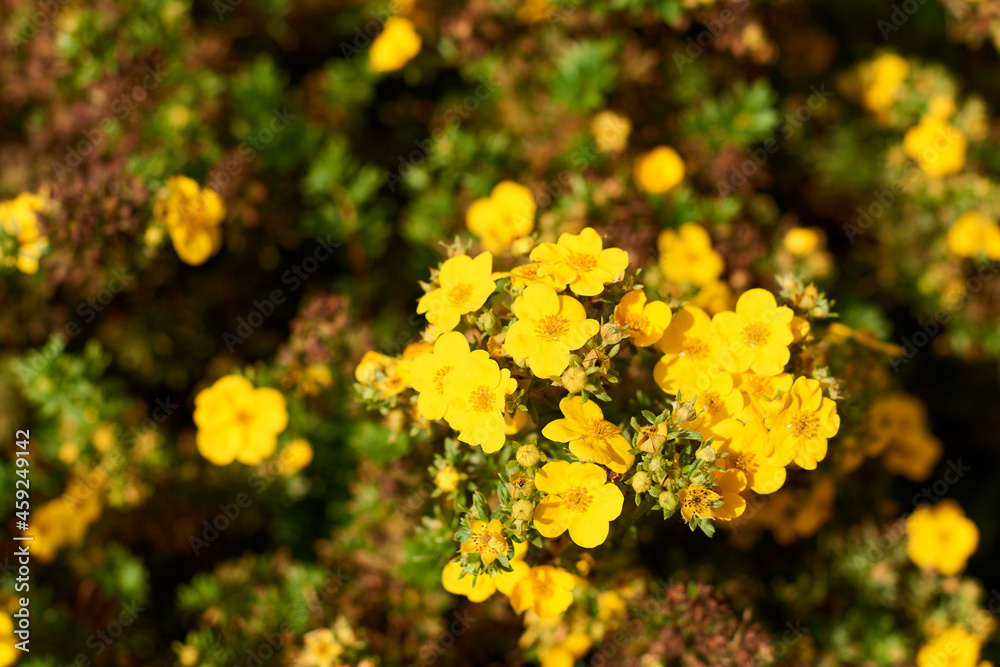 Dasiphora shrub, Dasiphora fruticosa, or Kuril tea, shrub cinquefoil. Floral natural background Dasiphora shrub, Dasiphora fruticosa, or Kuril tea, shrub cinquefoil. Floral natural background