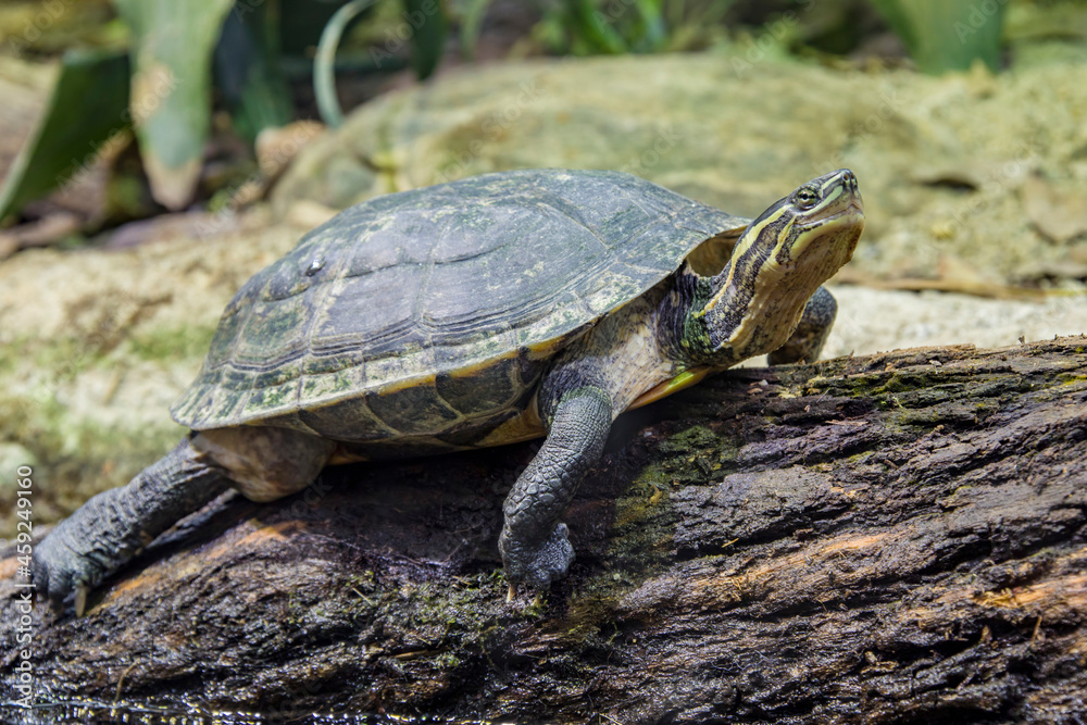 Vietnamese pond turtle (Mauremys annamensis)
The head is dark with three or four yellow stripes down the side.The plastron is firmly attached, yellow or orange, with a black blotch on each scute. Vietnamese pond turtle (Mauremys annamensis)
The head is dark with three or four yellow stripes down the side.The plastron is firmly attached, yellow or orange, with a black blotch on each scute.