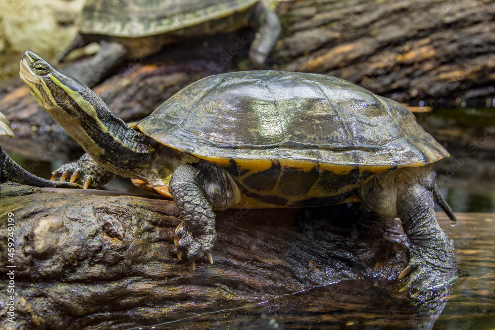 Vietnamese pond turtle (Mauremys annamensis)
The head is dark with three or four yellow stripes down the side.The plastron is firmly attached, yellow or orange, with a black blotch on each scute. Vietnamese pond turtle (Mauremys annamensis)
The head is dark with three or four yellow stripes down the side.The plastron is firmly attached, yellow or orange, with a black blotch on each scute.