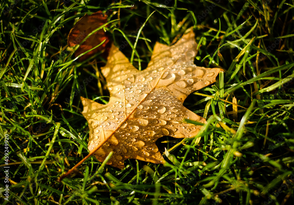 leaf on the ground