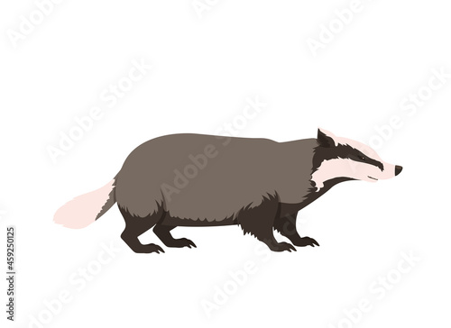 Wild Badger illustration. Vector isolated on a white background
