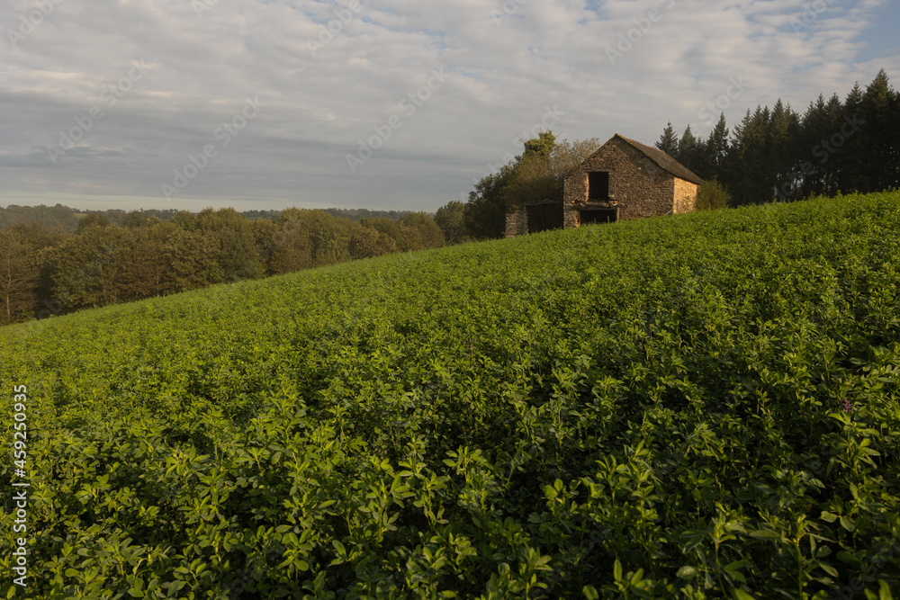 Haus im Klee