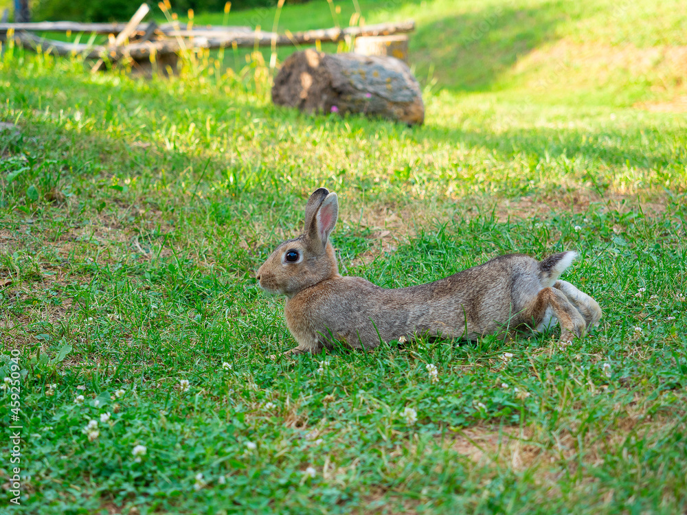 Obraz premium close-up of a beautiful cute rabbit lying on the green grass in summer. Blurred background, side view, pet