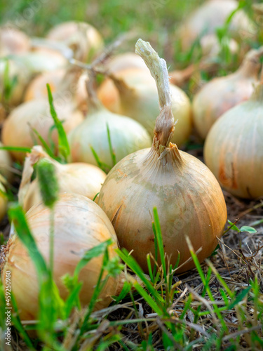 Close-up of onion bulbs laid out on the grass in the setting sun in summer. Harvest, vegetable, spice. Vetricalnoe photo