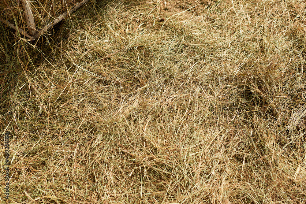 Hay background. The natural texture of dry straw. Agriculture farm and farming symbol of harvest time. Harvesting in agriculture. Hay background. The natural texture of dry straw. Agriculture farm and farming symbol of harvest time. Harvesting in agriculture.