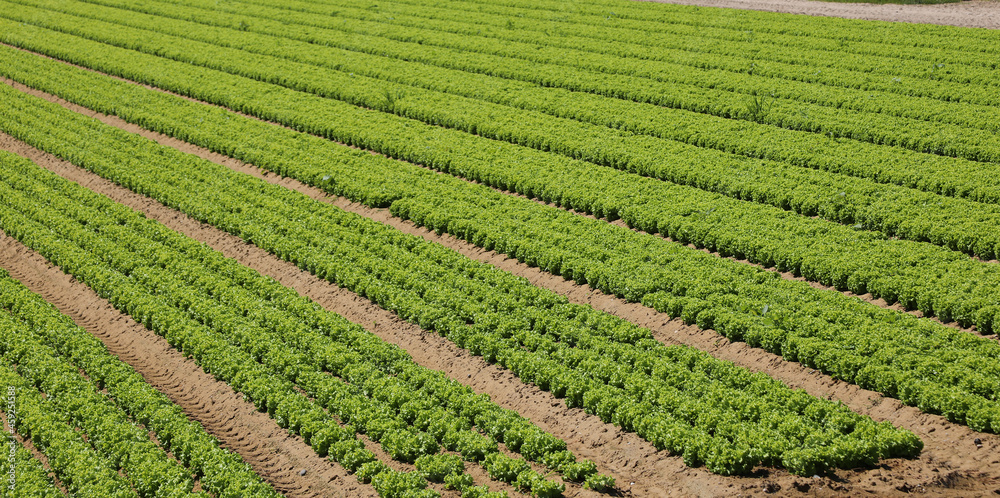 green lettuce in intensive cultivation on the fertile soil green lettuce in intensive cultivation on the fertile soil
