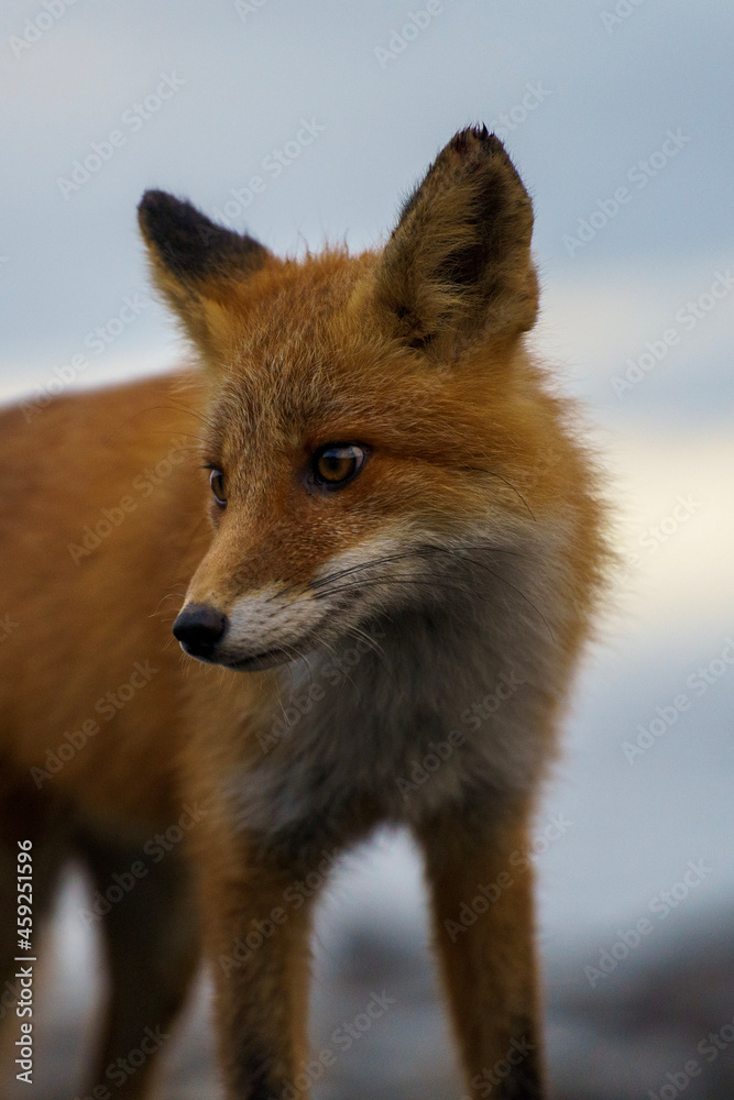 Fototapeta premium red fox vulpes