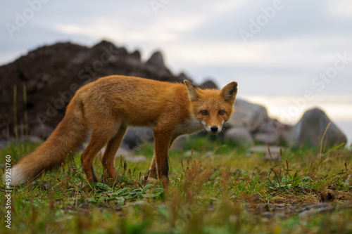 Fototapeta Naklejka Na Ścianę i Meble -  red fox vulpes