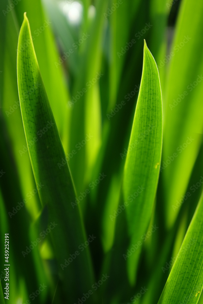 Spring or summer background with fresh and bright green grass of the yellow flag, yellow iris or water flag Spring or summer background with fresh and bright green grass of the yellow flag, yellow iris or water flag