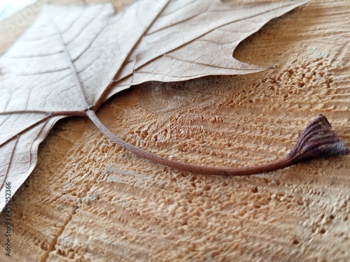 leaf on wood