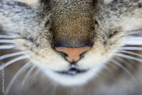 Close-up of the front of a cat's head with nose, viewed from above. Narrow depth of field