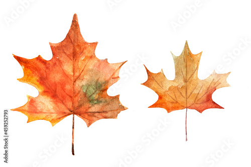 Watercolor drawing of autumn leaves isolated on the white background. Hand painted illustration of maple leaf