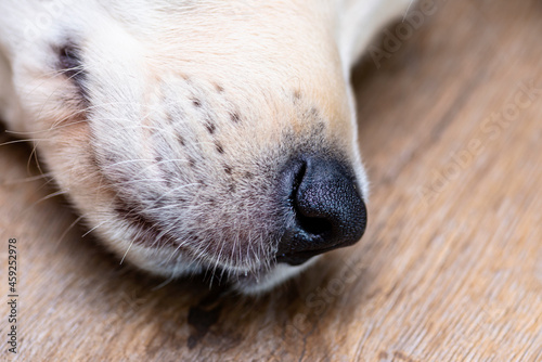 A macro photo of a dog nose from a male golden retriever puppy, mustache visible.