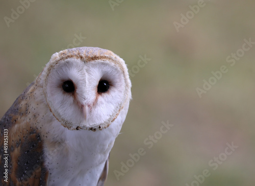 Big black eyes of Barn owl © ChiccoDodiFC