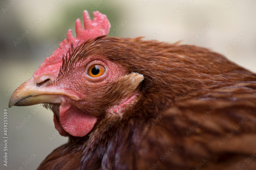 Chicken head with blurred background