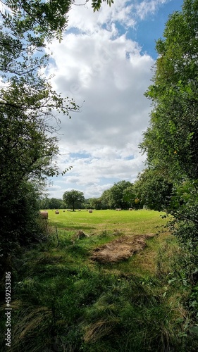 landscape with trees