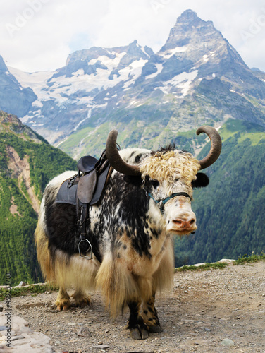 yak in the mountains © SVETLANA