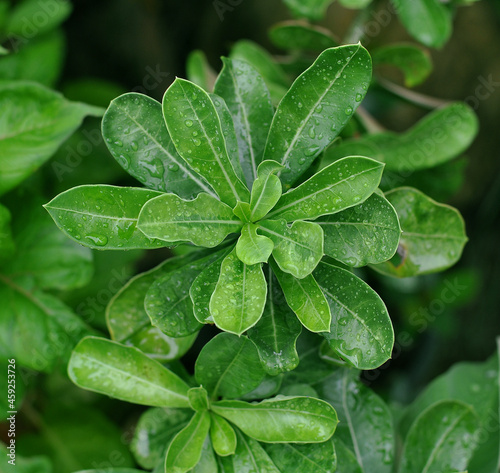 Fresh green plant with dew drops close up. Water driops on the plant in forest after rain.  photo