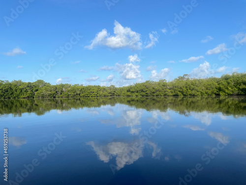 Fototapeta Naklejka Na Ścianę i Meble -  mangroves and calm water in Sanibel Island