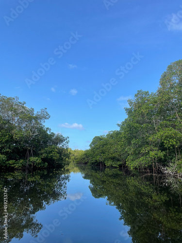 mangroves and calm water in Sanibel Island