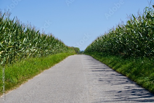 Road with corn fields on both sides on a sunny day with blue sky
