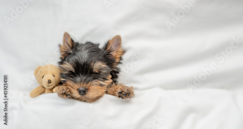 Cozy yorkshire terrier puppy sleeps on a bed at home with toy bear. Top down view. Empty space for text