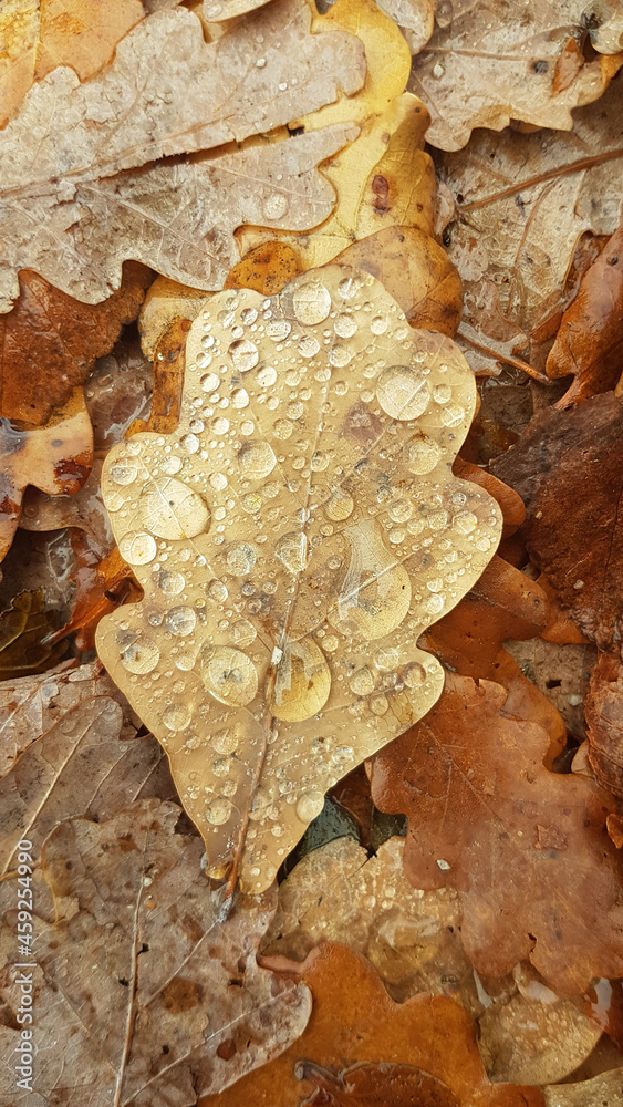 dry leaves in autumn with dew drops dry leaves in autumn with dew drops