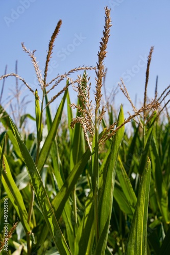 Close up of corn field on a sunny day with blue sky