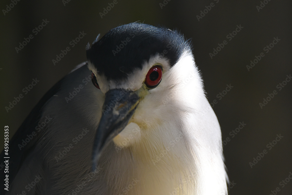 Fototapeta premium Nachtreiher