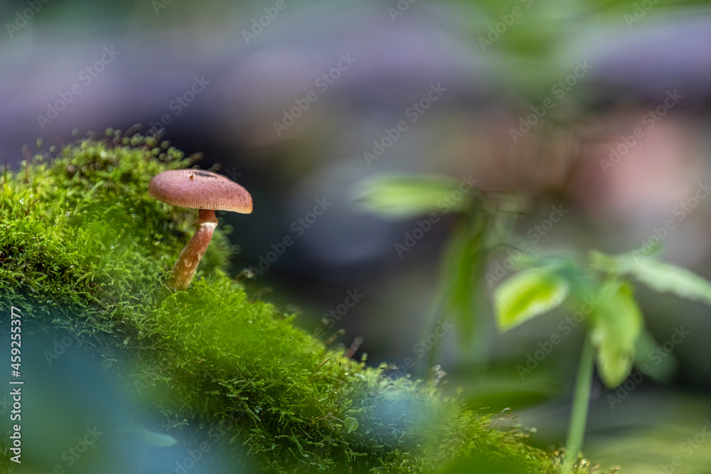 A small brown mushroom growing on a fallen tree covered in moss in a forest A small brown mushroom growing on a fallen tree covered in moss in a forest