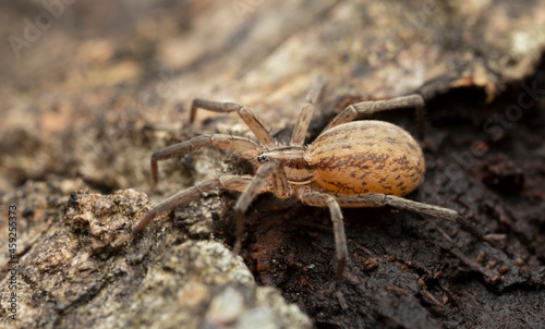 Female prowling spider, Zora spinimana on wood, macro photo