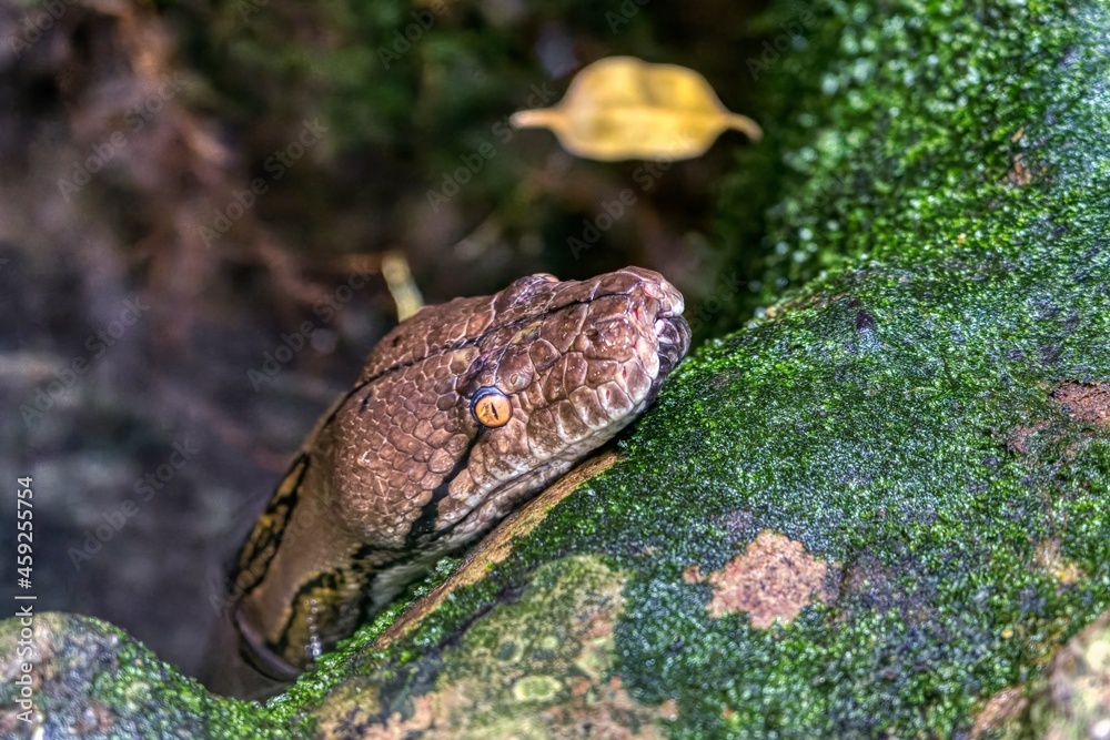 Obraz premium snake in the forest